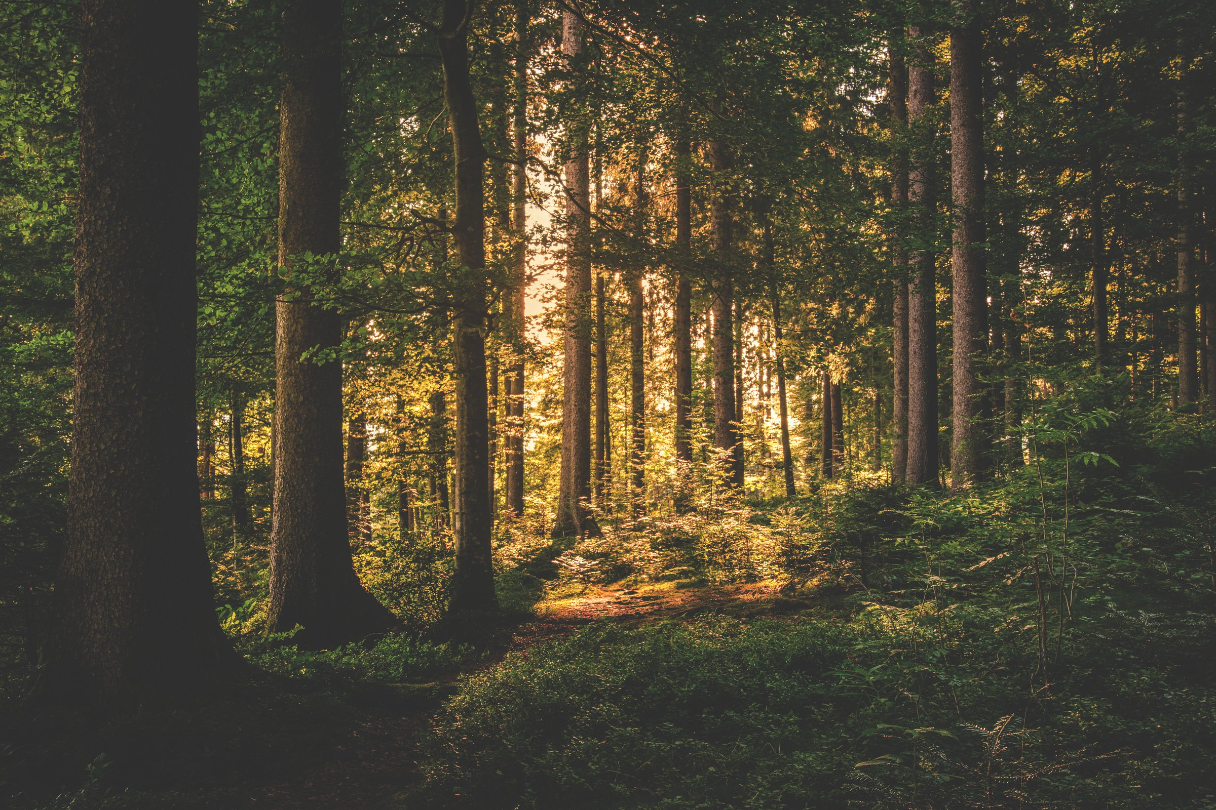 Green Leaf Trees on Forest